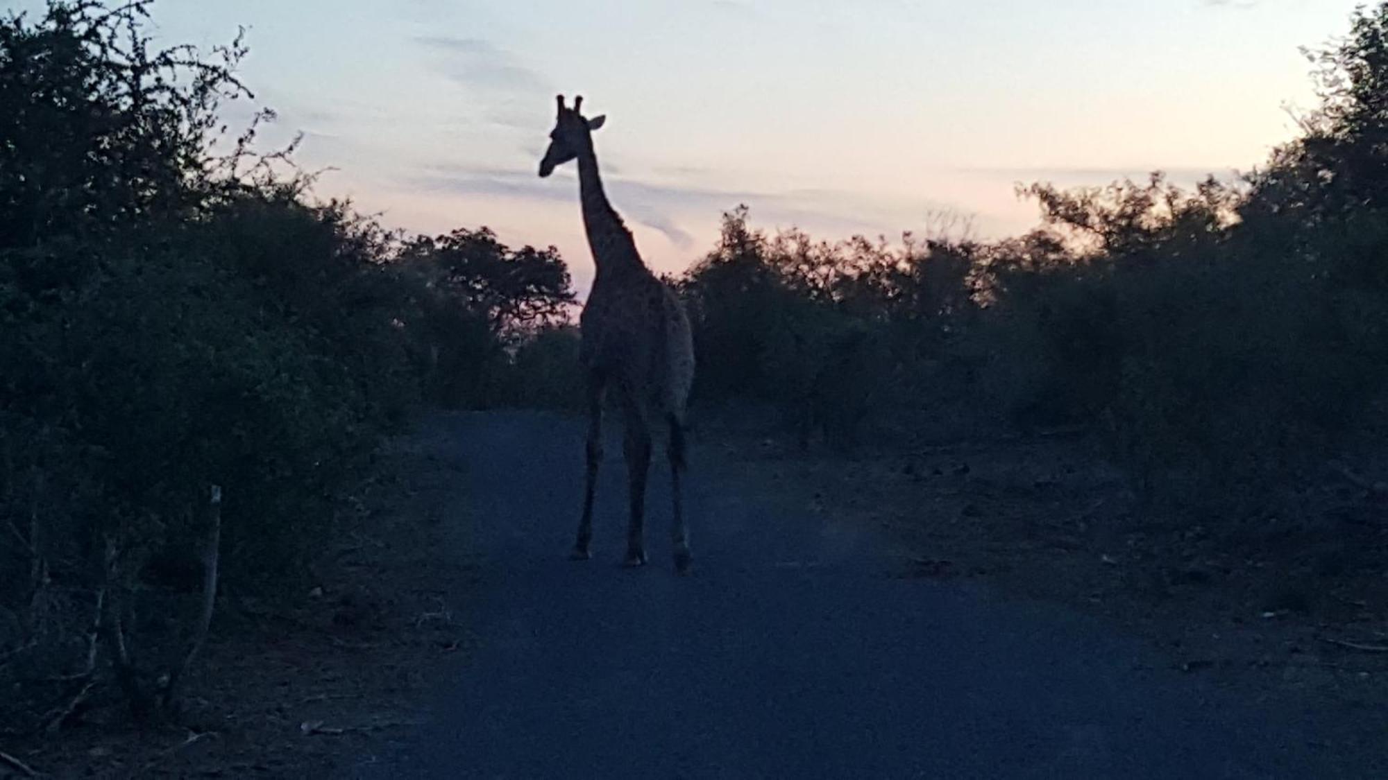 Muweti Bush Lodge Grietjie Game Reserve Exterior foto