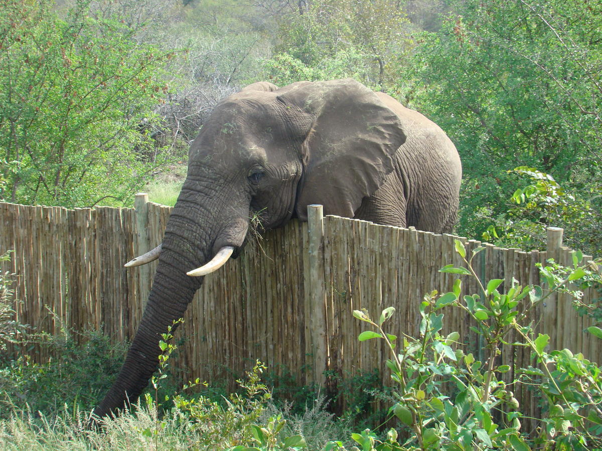 Muweti Bush Lodge Grietjie Game Reserve Exterior foto