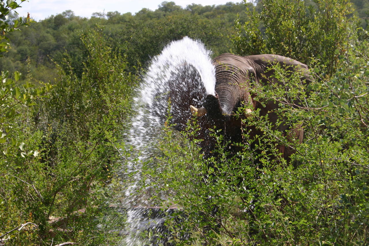 Muweti Bush Lodge Grietjie Game Reserve Exterior foto